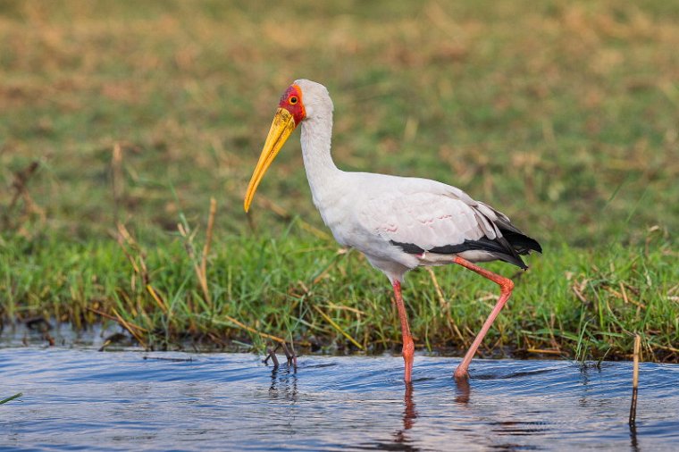 058 Botswana, Chobe NP, afrikaanse nimmerzat.jpg